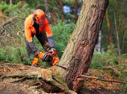 Seasonal Cleanup in China Grove, NC